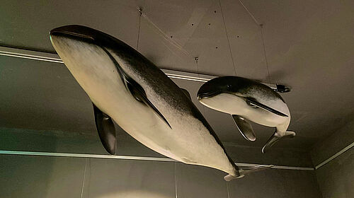 Wale Zwei Modelle von Schweinswalen hängen an einer Betondecke.